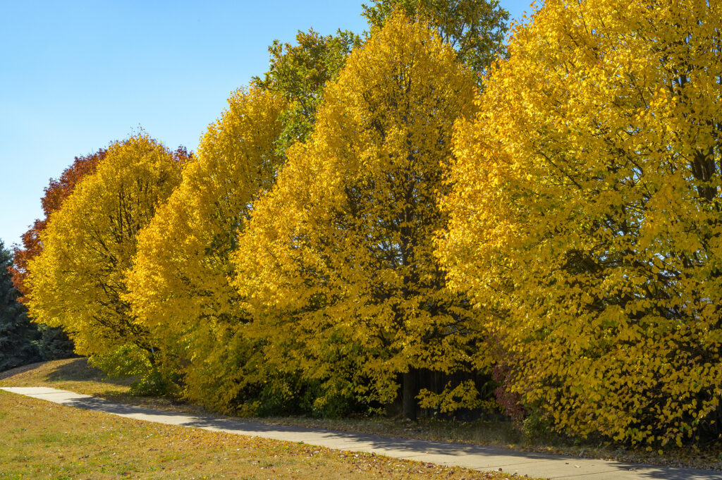 Row of golden yellow autumn trees beside a winding path under a blue sky