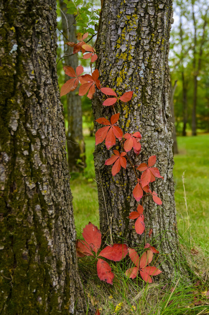 Red autumn vine leaves climbing two tree trunks