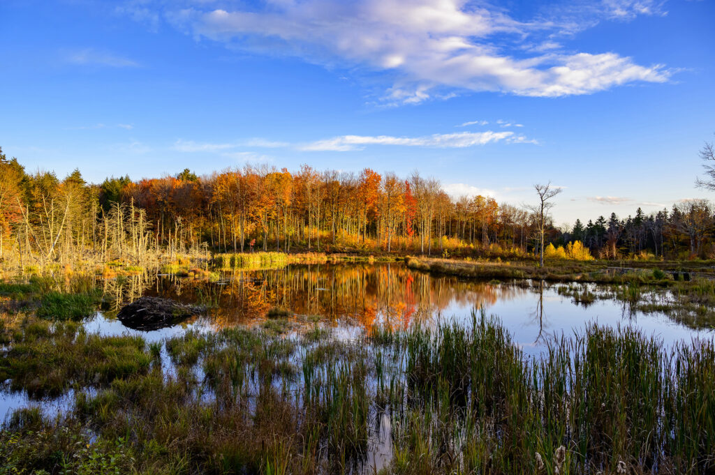 Autumn trees in orange and gold reflected in a marsh pond under a blue sky with clouds